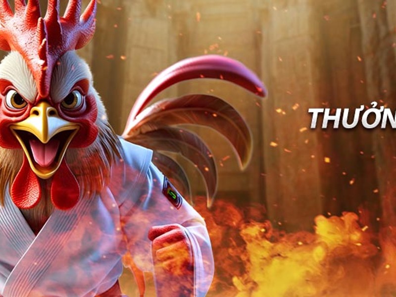 Hình ảnh tổng quan về sân đấu đá gà tại sumvip club