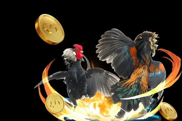 Đá gà tre và gà nòi