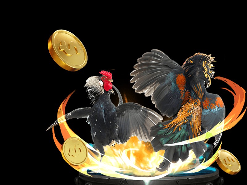 Hình ảnh gà chiến được kiểm tra kỹ lưỡng trước trận đấu tại sumvip club